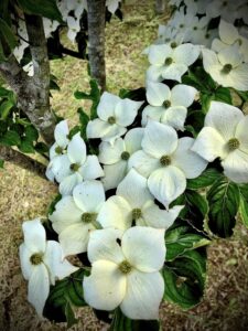 ヤマボウシの花